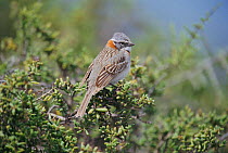Rufous collared sparrow {Zonotrichia capensis} Valdez, Patagonia, Argentina Chubut