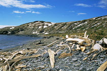 Whale bones washed up at Godthill Harbour coast, old whaling post, South Georgia