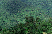Tropical rainforest habitat, Braulio Carrillo National Park, Costa Rica