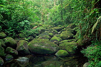 Tropical rainforest habitat, Braulio Carrillo NP, Costa Rica