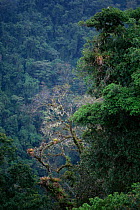 View of Monteverde yropical cloud forest Reserve, Costa Rica