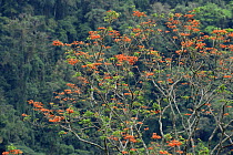 Flowering tree in Monteverde Tropical cloud forest Reserve, Costa Rica