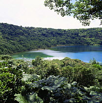 Interior of tropical rainforest habitat, Poas Volcano NP, Costa Rica