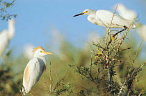 Snowy egret {Egretta thula} + Cattle egret {Bubulcus ibis} La Pampa, Argentina Macachin, Pampa