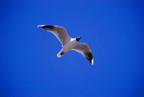 Grey headed gull flying {Chroicocephalus cirrocephalus} La Pampa, Argentina Macachin, pampas