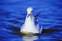 Grey headed gull on water {Chroicocephalus cirrocephalus} La Pampa, Argentina Macachin, pampas