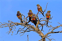 Patagonian conures / Burrowing parrot {Cyanoliseus patagonus} La Pampa, Argentina Salinas