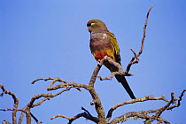 Patagonian conure / Burrowing parrot {Cyanoliseus patagonus} La Pampa, Argentina