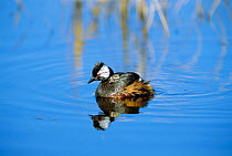 White tufted grebe carrying chick on back {Rollandia / Podiceps rolland} La Pampa, Argentina