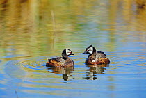 White tufted grebes courtship display {Rollandia rolland} La Pampa, Argentina Macachin
