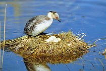 Silvery grebe on nest with eggs {Podiceps occipitalis} La Pampa, Argentina