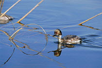 Silvery grebe with material for nest {Podiceps occipitalis} La Pampa, Argentina