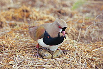 Southern lapwing {Vanellus chilensis} at nest with eggs hatching. La Pampa, Argentina