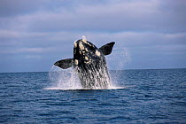 Southern right whale breaching {Balaena glacialis australis} Valdez, Patagonia, Argentina