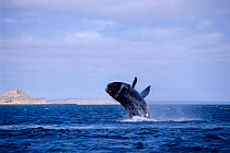 Southern right whale calf breaching {Balaena glacialis australis} Patagonia, Argentina Valdez peninsula. South America