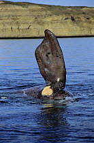 Southern right whale pectoral fin {Balaena glacialis australis} Patagonia, Argentina