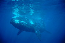 Southern right whale underwater {Balaena glacialis australis} Valdez, Patagonia, Argentina, South America