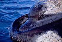 Southern right whale whiskers round mouth {Balaena glacialis australis} Patagonia, Argentina South America