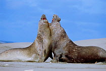 Southern elephant seal males fighting on beach {Mirounga leonina} Valdez, Patagonia, Argentina South America