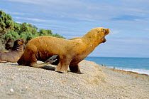 South American / Patagonian sealion female mother calls cub {Otaria flavescens}  Valdez, Patagonia, Argentina, South America