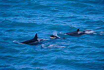 Killer whales and calf {Orcinus orca} Valdez, Patagonia, Argentina, Punta Norte