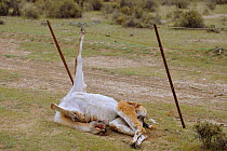Dead Guanaco caught in wire fencing {Lama guanicoe} Valdez, Patagonia, Argentina