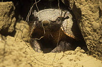 Hairy armadillo in burrow {Chaetophractus villosus} La Pampa, Argentina