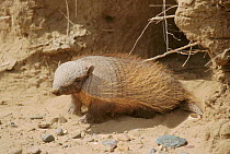 Hairy armadillo {Chaetophractus villosus} La Pampa, Argentina