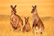 Forester Kangaroo family {Macropus giganteus tasmaniensis} a subspecies of Eastern Grey Kangaroo, Tasmania, Australia.