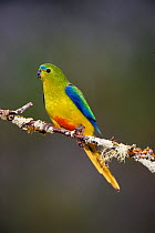Orange bellied parrot male {Neophema chrysogaster} Tasmania, Australia. Critically endangered