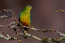Orange bellied parrot male {Neophema chrysogaster} Tasmania, Australia. Critically endangered
