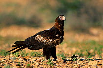 Wedge tailed eagle {Aquila audax} mainland form Sturt NP, NSW, Australia