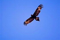 Wedge tailed eagle soaring {Aquila audax} Australia