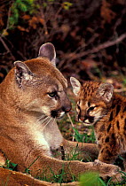 Puma with cub {Felis concolor}