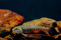 Brown river trout, 2 year-old {Salmo trutta fario} Farm bred UK