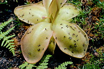 Large flowered buttewort with flies caught on leaves {Pinguicula grandiflora} UK