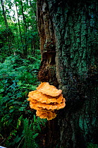 Chicken of the Wood fungus {Laetiporous sulphureus} aka Sulphur polypore. Surrey, UK