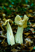 Common white helvella fungus {Helvella crispa} woodland, UK