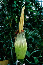 Titan arum plant about to flower {Amorphophallus titanum} Kew Gardens, UK. This species has the largest unbranched flower inflorescence which smells strongly of rotting carrion.