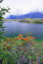 Paine Mountains in mist, with lake and fire bush {Embothrium} Torres del Paine NP, Chile