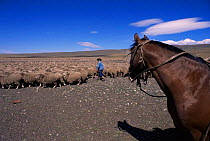 Gaucho and horse herding sheep, Cerro Castillo, Patagonia, South Chile, South America