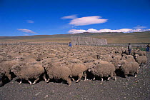 Gaucho and horse herding sheep, Cerro Castillo, Patagonia, South Chile, South America