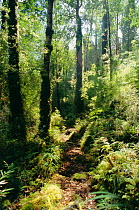 Validivian temperate rainforest in Alerce Andino National Park, South Chile, South America