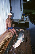 Caboclo fisherman with Pirarucu (Araima gigas) world's largest freshwater fish >2m 125kg, Brazil