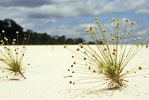 Flowering Pioneer grass on river sandbank, Upper Rio Negro, Amazonia, Brazil