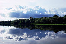 Reflections in Lake Mamirara near Tefe, Amazonia, Brazil, South America