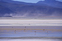James flamingoes {Phoenicoparrus jamesi} feeding in salt lakes in altiplano high plateau, Bolivia, South America