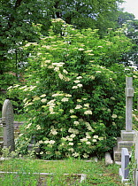 Mature Common elder {Sambucus nigra} tree flowering in a graveyard, Derbyshire, UK
