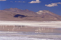 James (Phoenicoparrus jamesi) and Andean flamingoes (Phoenicoparrus andinus) feeding at Lago Colorada 4200m altitude, Bolivian Andes, Bolivia