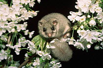Fat dormouse in flowering tree {Glis glis} Germany